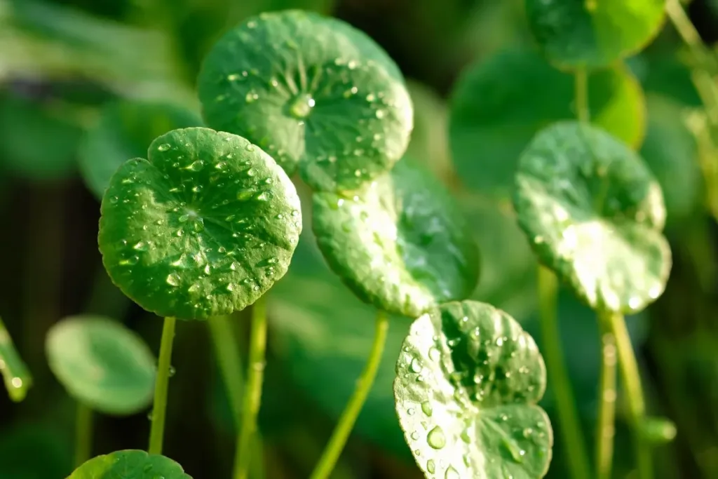 Centella Asiatica (Cica) Best Ingredients for Sensitive Skin