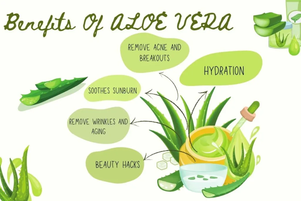 Benefits of Aloe Vera on Skin