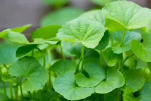 Gotu Kola – The Skin Firming Wonder