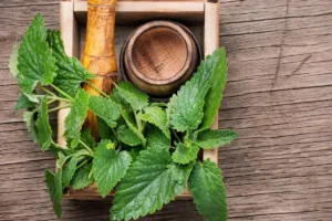 Lemon Balm – The Gentle Defender