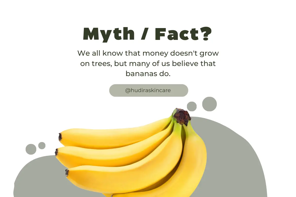Myth or Fact of Bananas– fun skincare post by Hudira Skincare explaining whether bananas really grow on trees, with fresh yellow banana bunch illustration.