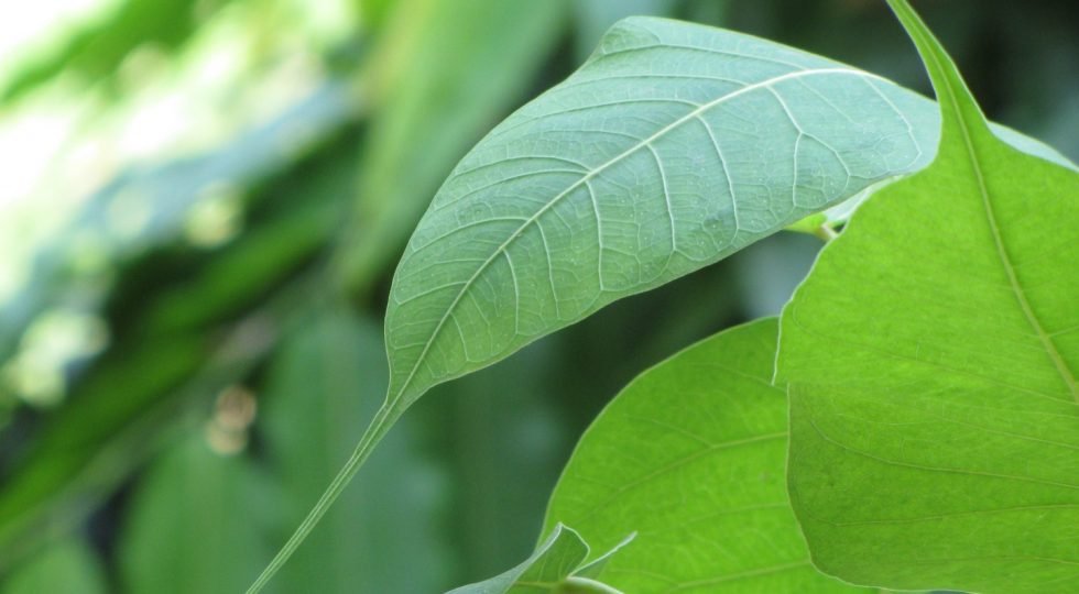 macro_leafs-wallpaper-1440x900