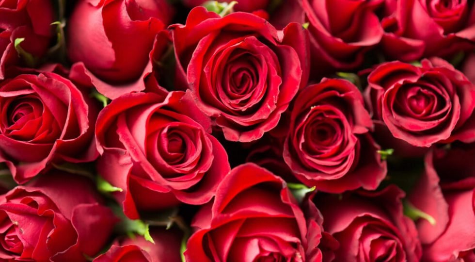 red-roses-close-up-photography-196664mdthumbnail-scaled.jpg__0_0x0